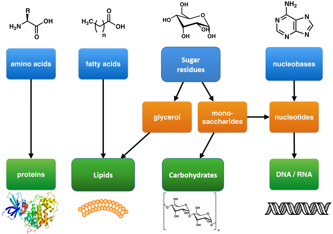 Infographic of Biomolecules