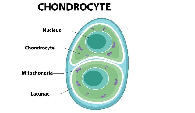 biology 1st paper HSC NCTB Online