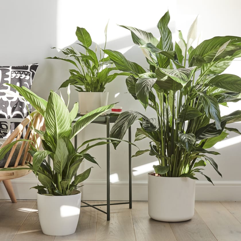 Tanaman Peace Lily