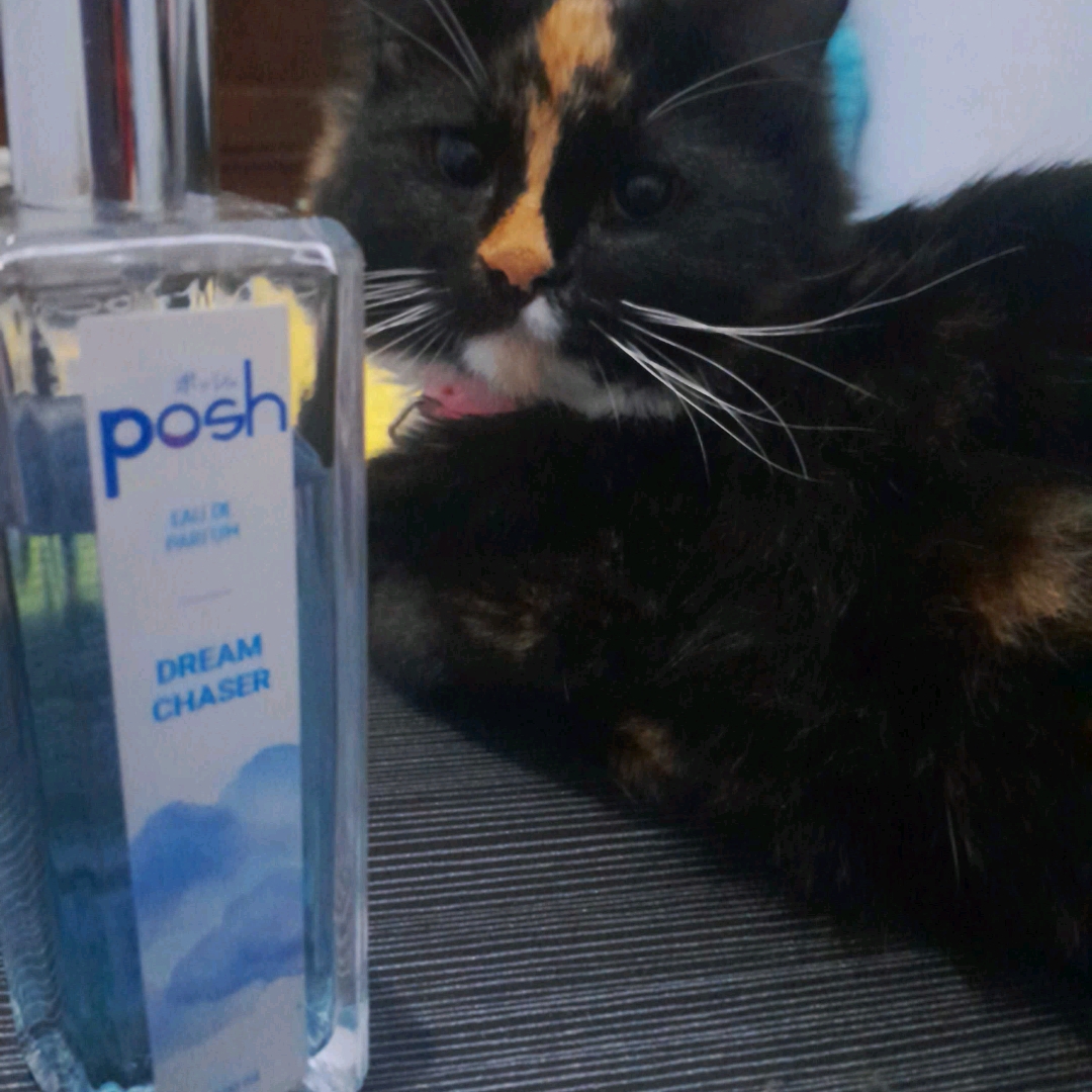 Eau De Parfum - Dreamchaser imgfdn-2909fdc7-528a-48dc-82d2-a761e1cad28c