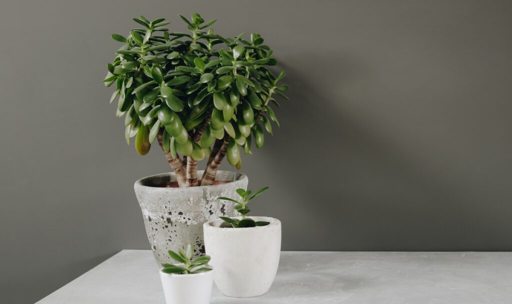 circlemagazine-circledna-money-tree