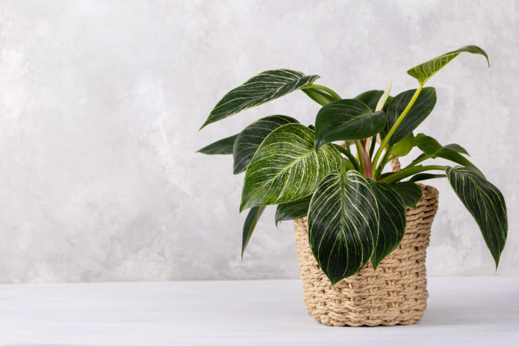 circlemagazine-circledna-phildendron-green