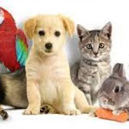 Animalerie