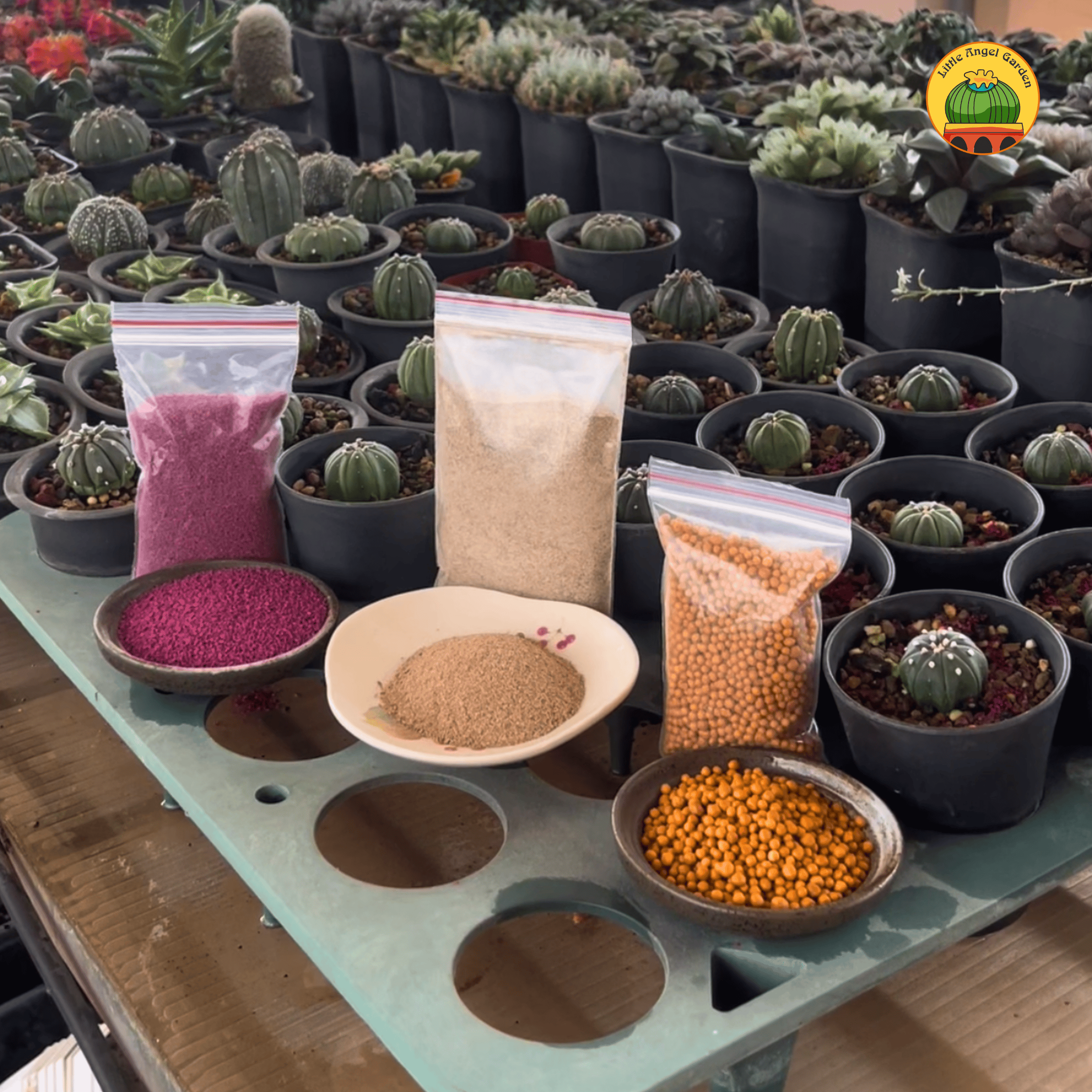 Combo chăm sóc sen đá | littleangelgarden