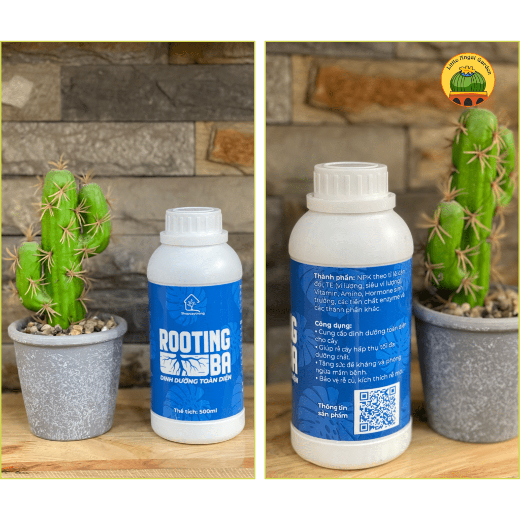 Rooting BA kích rễ