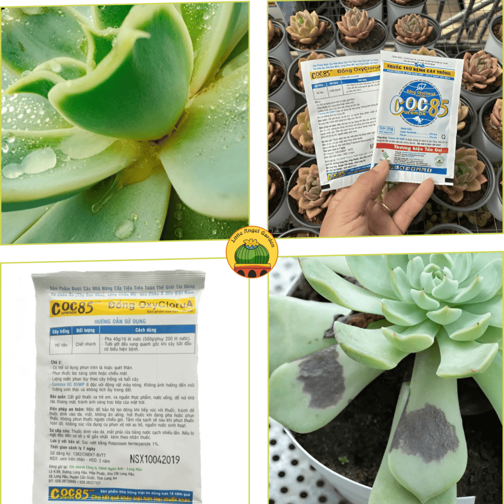 Thuốc diệt nấm bệnh coc85