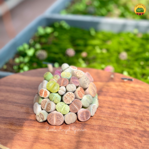 Sen mông (lithops) | littleangelgarden.vn