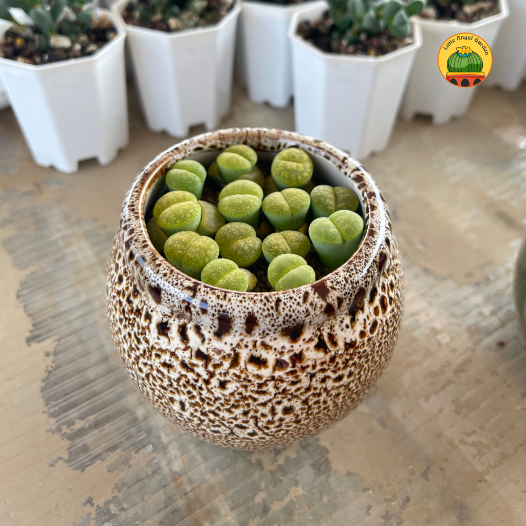 Lithops Albinica màu xanh lá