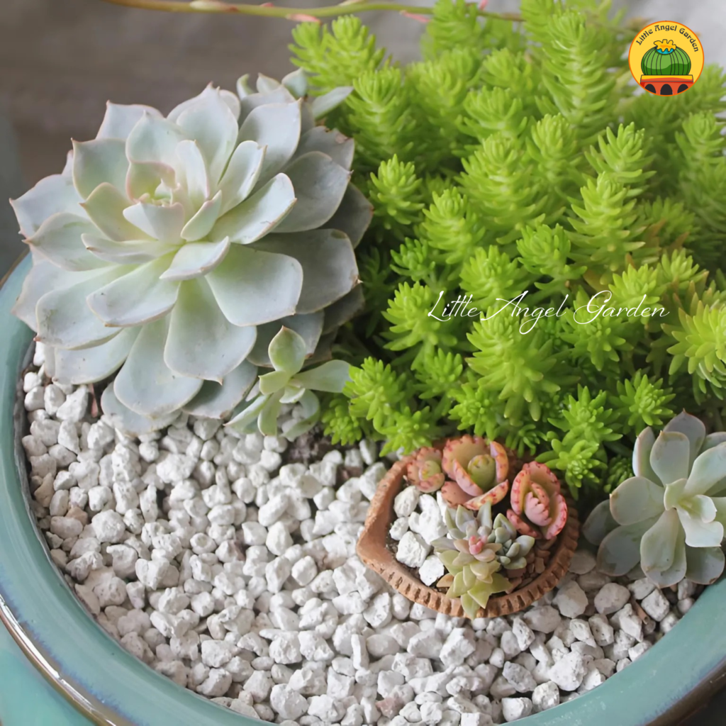Đá Perlite rải mặt chậu sen đá | Khám phá ngay