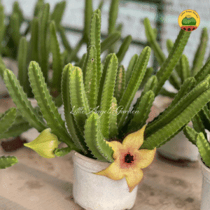 Xương rồng ra hoa như sao biển | Khám phá ngay