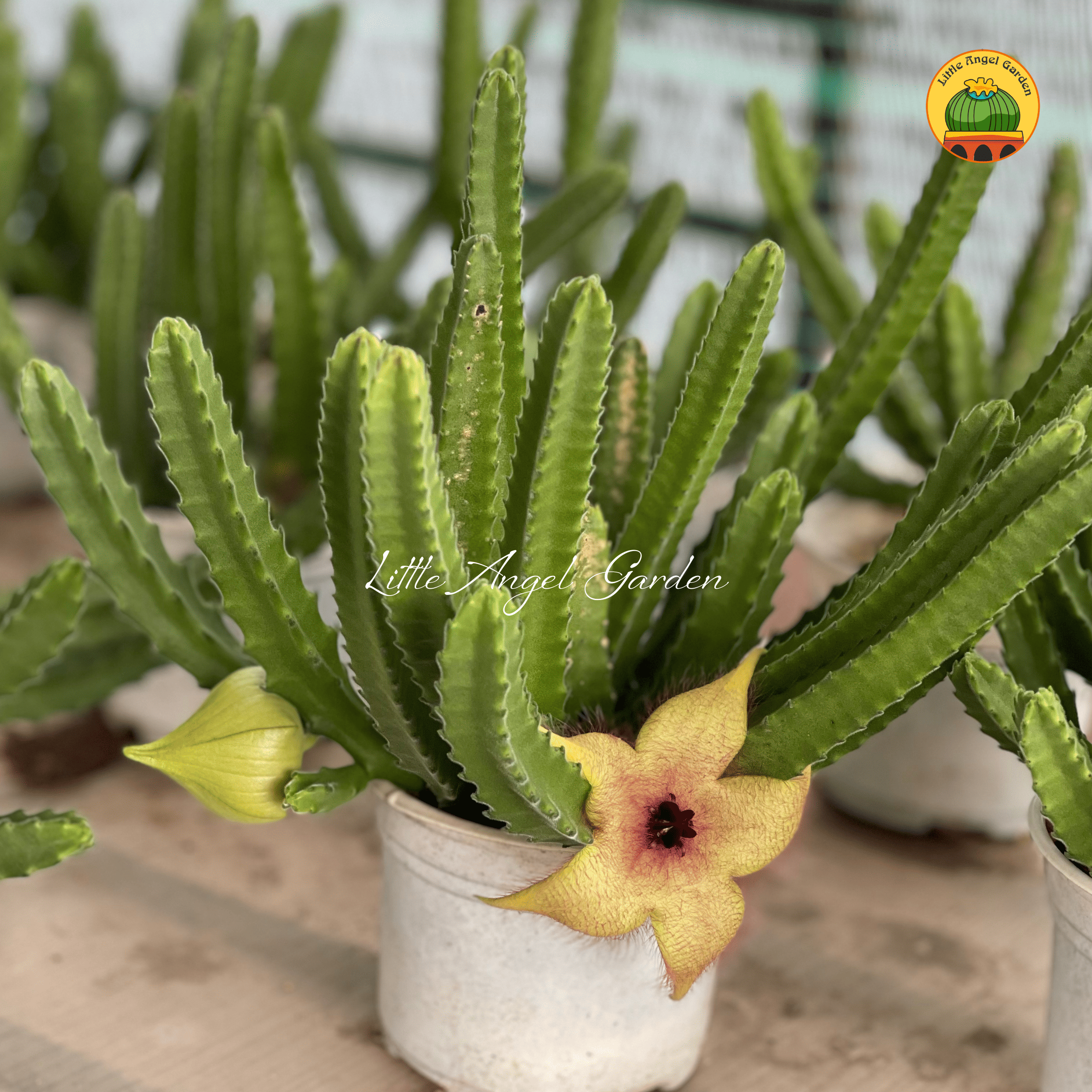 Xương rồng ra hoa như sao biển | Khám phá ngay
