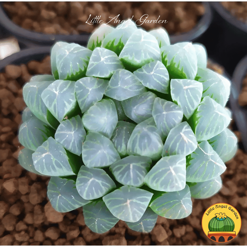 Sen Đá Kim Cương Cooperi | littkeangelgarden.vn