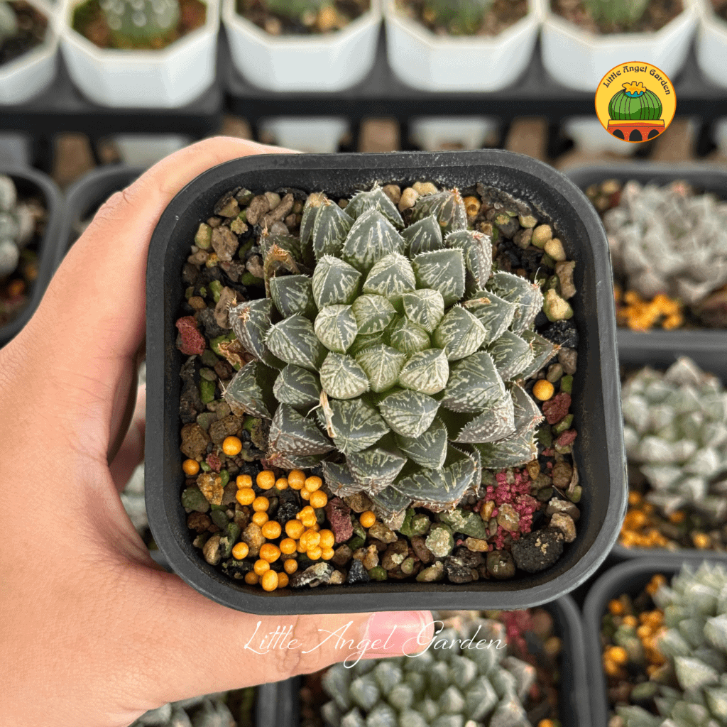 Sen đá Haworthia Mirror Ball | Little Angel Garden