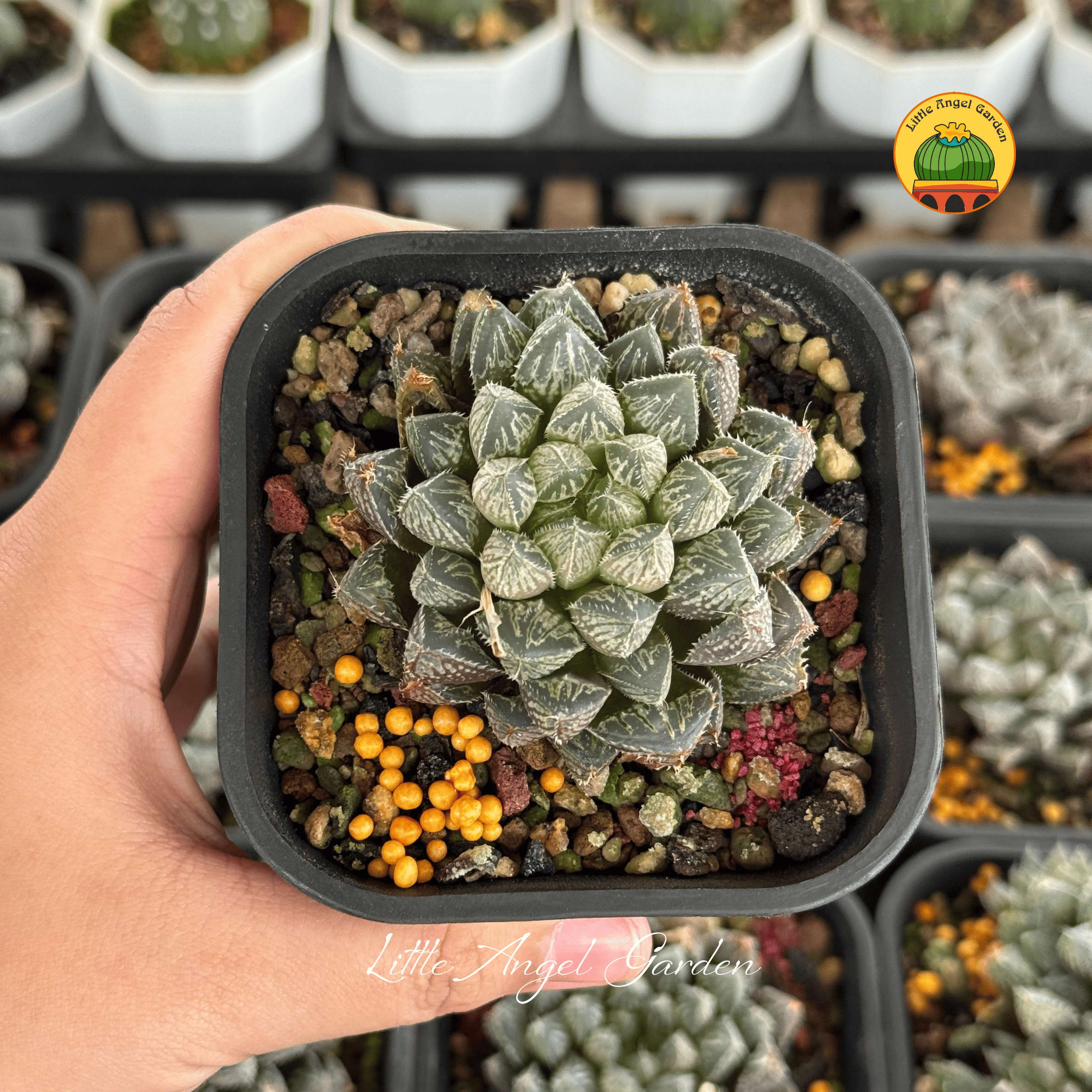Sen đá Haworthia Mirror Ball | Little Angel Garden