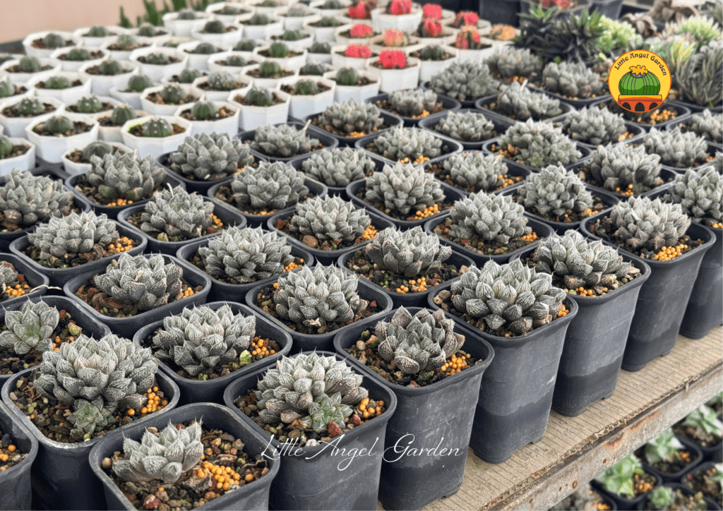 Haworthia Mirror Ball đã thuần | Qua vườn coi thử hong?