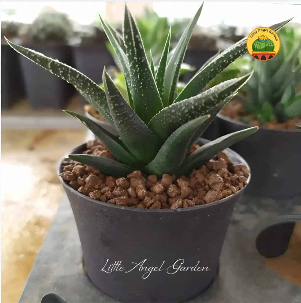 Haworthia Fasciata Concolor | Little Angel Garden
