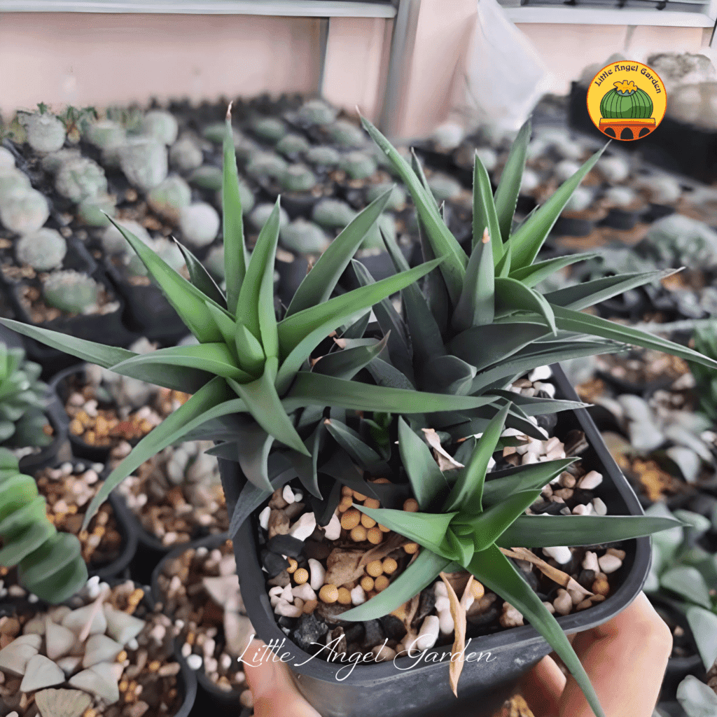 Haworthia Pungens | Little Angel Garden