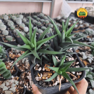 Haworthia Pungens | Little Angel Garden