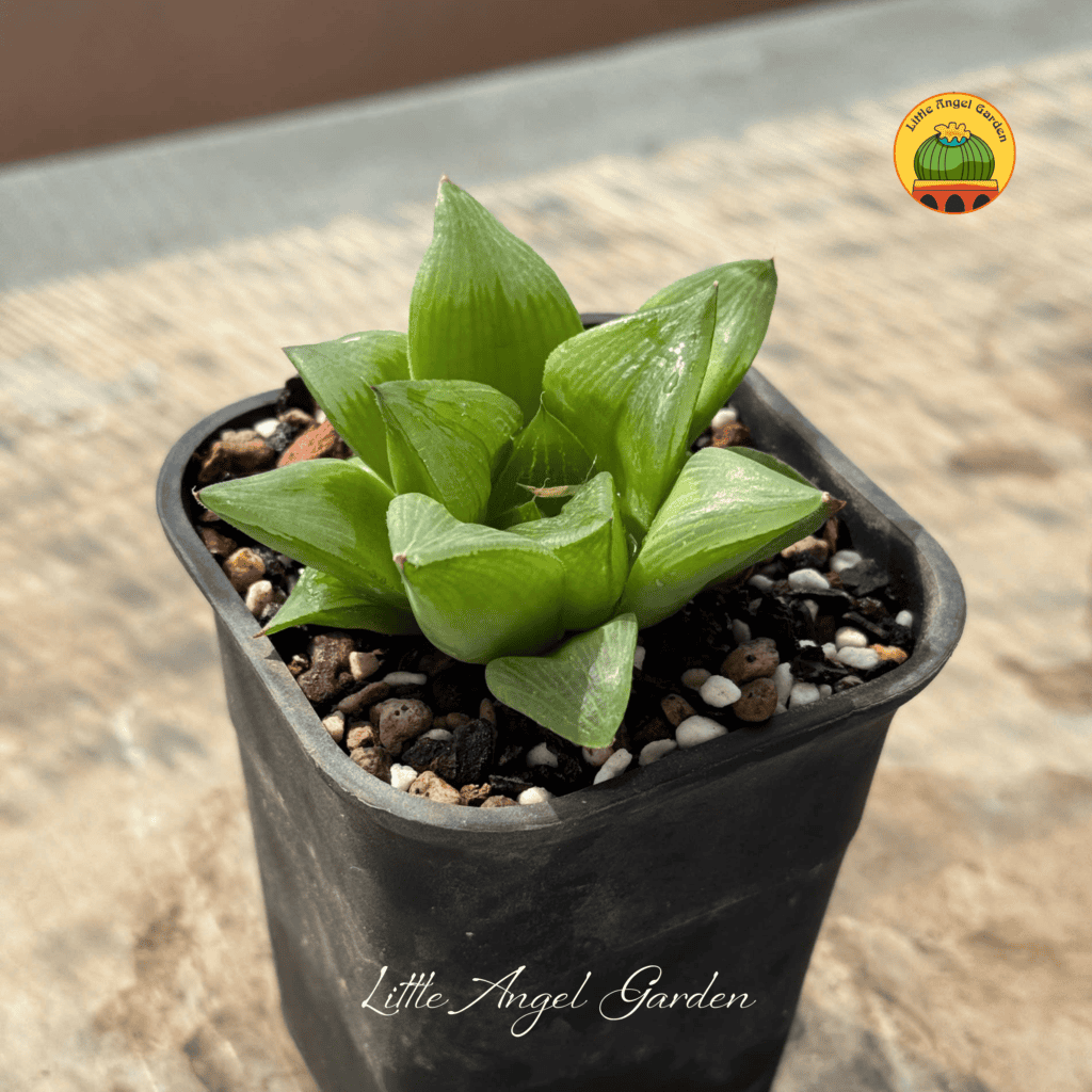 Haworthia Retusa | littleangelgarden.vn