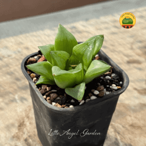 Haworthia Retusa | littleangelgarden.vn