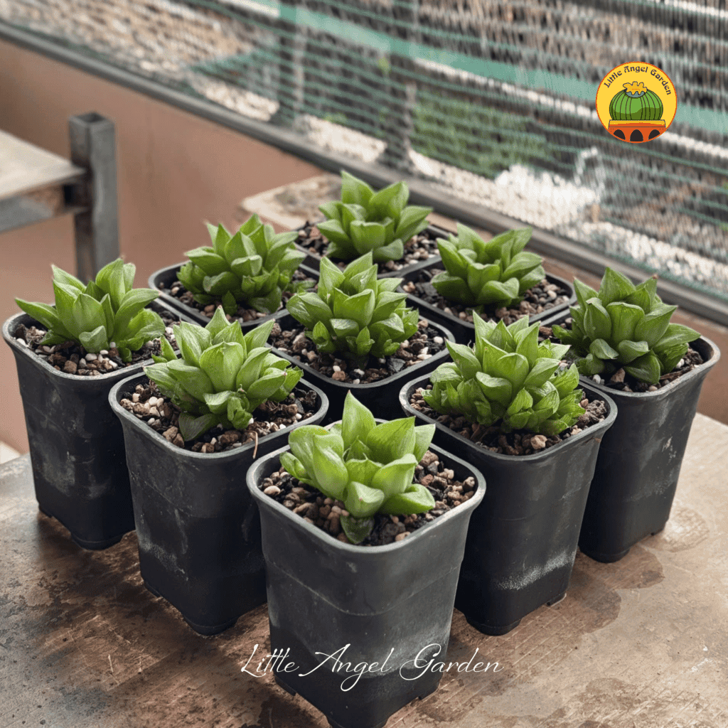 Cây đã thuần | Qua đây xem cây nha