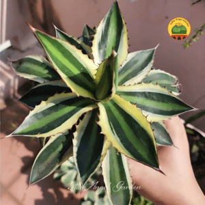 Cây Agave Quadricolor | littleangelgarden.vn