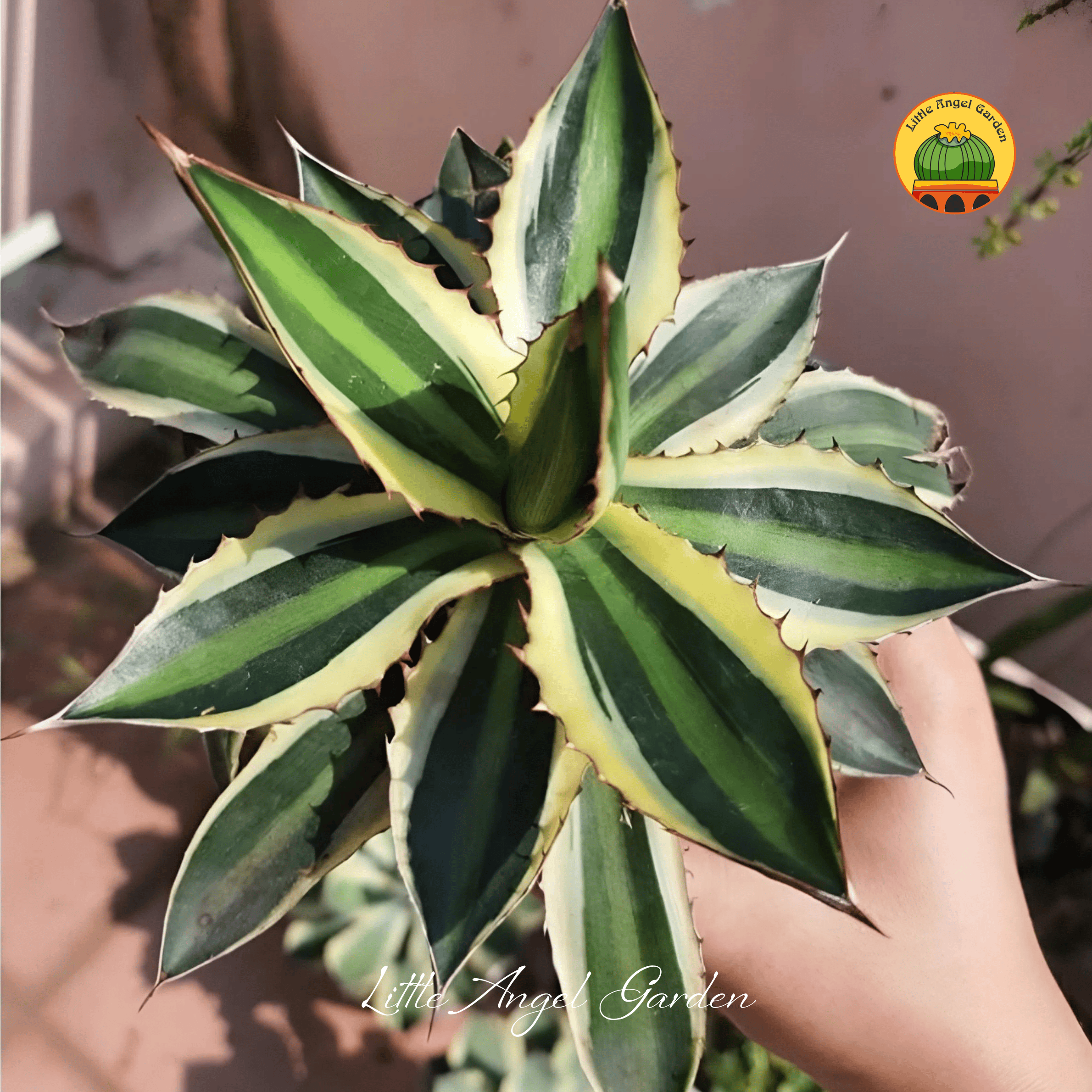 Cây Agave Quadricolor | littleangelgarden.vn