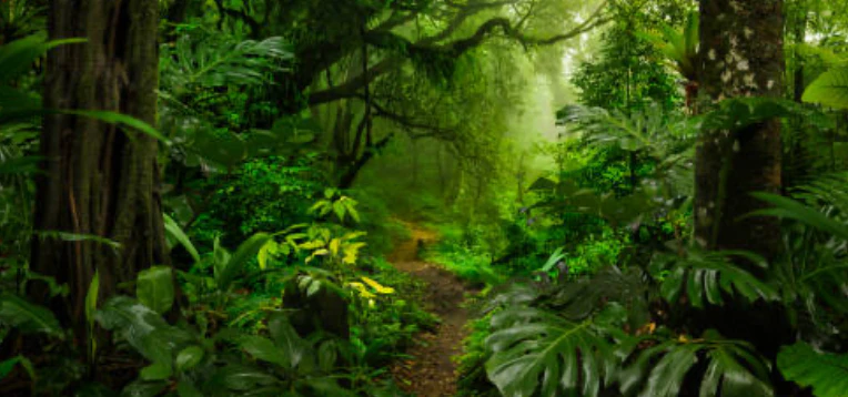 Transformative Fiscal Transfers  for Tropical Forests and Global Climate: Building science-informed policy capacities in Indonesia  and sharing learning with the Global South