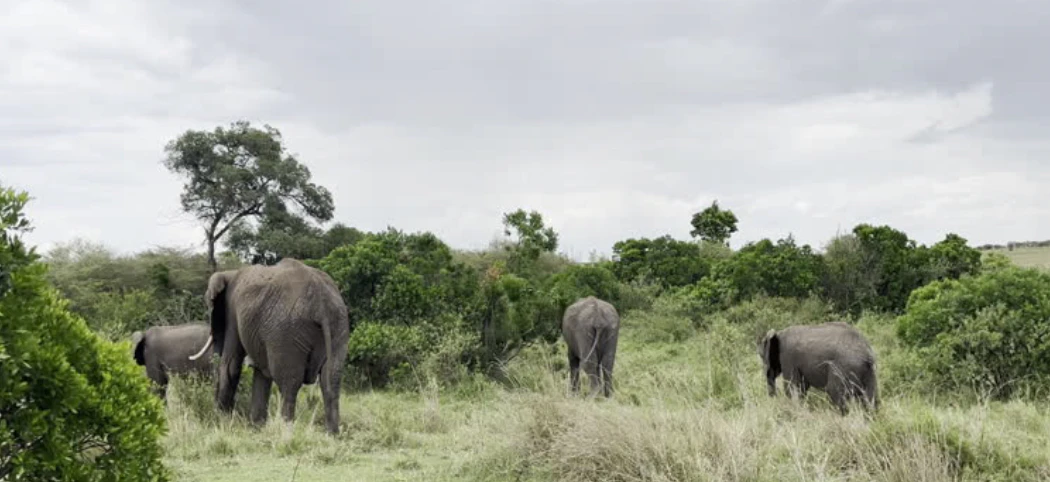 Roadmap for Economic Development of Buffer Villages Surrounding Way Kambas National Park