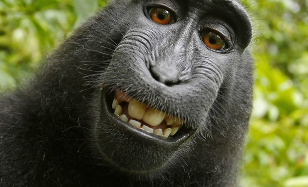This 2011 photo provided by PETA shows a selfie taken by a macaque monkey on the Indonesian island of Sulawesi with a camera that was positioned by British nature photographer David Slater. (Photo: AP) This 2011 photo provided by PETA shows a selfie taken by a macaque monkey on the Indonesian island of Sulawesi with a camera that was positioned by British nature photographer David Slater. (Photo: AP)
