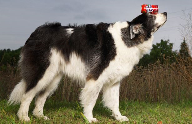 weet Pea - an Australian Shepherd and Border collie cross - has incredible balancing skills, and travelled 100m with a can skilfully balanced on top of her head, crossing the finish line in just 2 minutes 55 seconds (Photo: Guinness World Records) weet Pea - an Australian Shepherd and Border collie cross - has incredible balancing skills, and travelled 100m with a can skilfully balanced on top of her head, crossing the finish line in just 2 minutes 55 seconds (Photo: Guinness World Records)