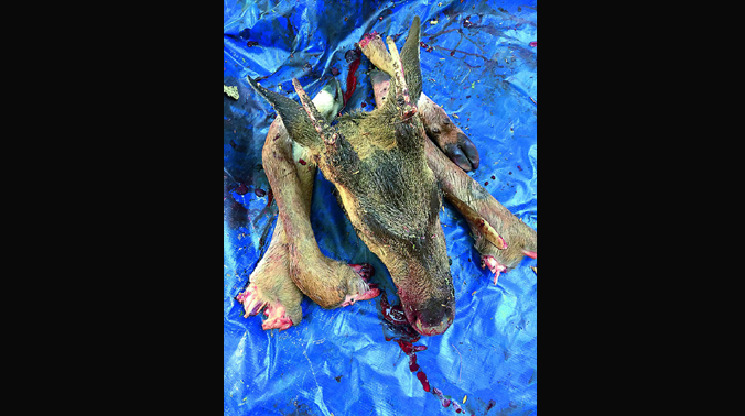 Coach Govindaswamy, an ex-serviceman, had allegedly shot the deer. Coach Govindaswamy, an ex-serviceman, had allegedly shot the deer.