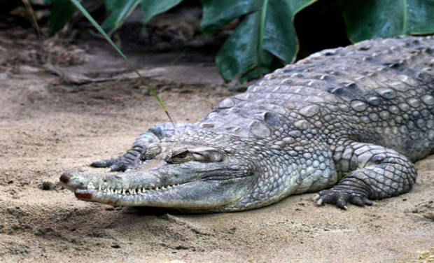 The anti-drugs chief will visit various parts of the archipelago in his search for fierce reptiles to guard the jail (Photo: AFP) The anti-drugs chief will visit various parts of the archipelago in his search for fierce reptiles to guard the jail (Photo: AFP)