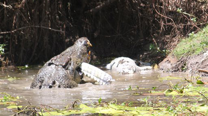 Two saltwater crocodiles have been snapped in a vicious duel to the death in Australia, with rangers warning of the threat the giant reptiles pose. (Photo: AP) Two saltwater crocodiles have been snapped in a vicious duel to the death in Australia, with rangers warning of the threat the giant reptiles pose. (Photo: AP)