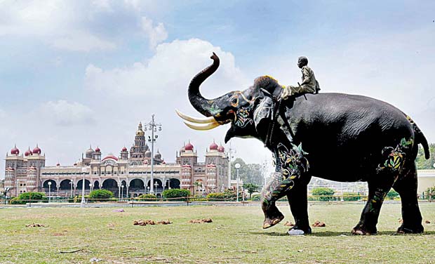 Dasara elephant Arjuna Dasara elephant Arjuna