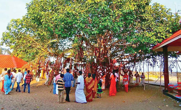 The Banyan tree with bells tied onto it. (Photo: DC) The Banyan tree with bells tied onto it. (Photo: DC)