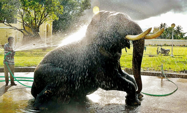 Balaram enjoys a shower at Palace premises in Mysore on Saturday (Photo: DC) Balaram enjoys a shower at Palace premises in Mysore on Saturday (Photo: DC)