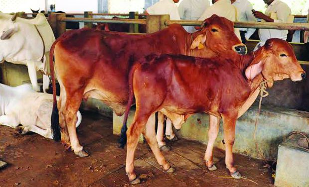 Indigenous cow farm at KVASU, Pookkode, Wayanad (file picture) Indigenous cow farm at KVASU, Pookkode, Wayanad (file picture)