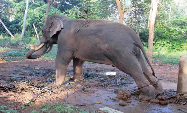 The change in the approach of the Forest Department is said to have been prompted by the stern intervention of the Animal Welfare Board of India (AWBI). The change in the approach of the Forest Department is said to have been prompted by the stern intervention of the Animal Welfare Board of India (AWBI).