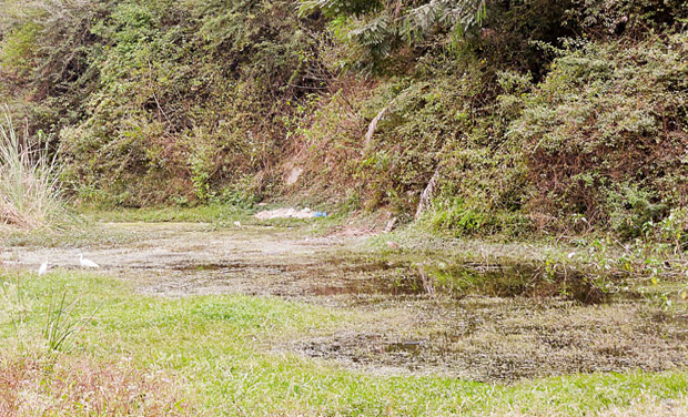 The Gottigere Lake which is facing a threat from sewage water and water hyacinth The Gottigere Lake which is facing a threat from sewage water and water hyacinth