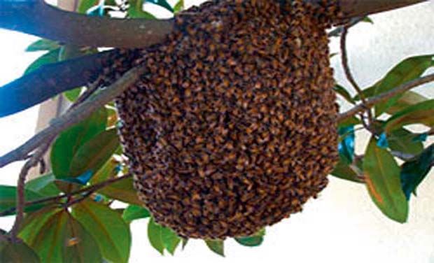 treatment-of-severe-bee-stings-bee-sting-treatment