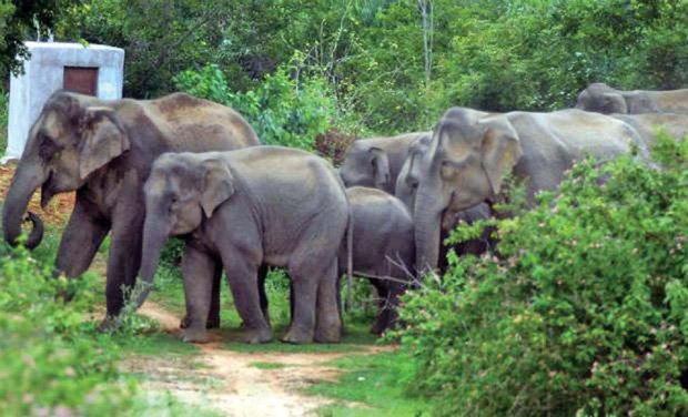Unconfirmed reports suggest that around 20-25 elephants were killed in various parts of Kerala forests by a gang of poachers in the recent past Unconfirmed reports suggest that around 20-25 elephants were killed in various parts of Kerala forests by a gang of poachers in the recent past