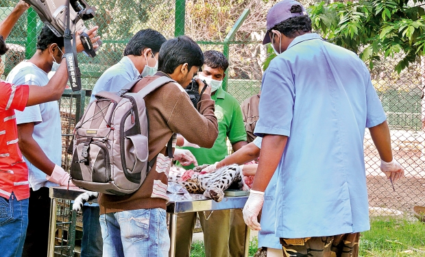 The post-mortem was conducted on a female leopard that died on the spot after being hit by a car near Bannerghatta National Park office in Kalkere on Monday (Picture: DC) The post-mortem was conducted on a female leopard that died on the spot after being hit by a car near Bannerghatta National Park office in Kalkere on Monday (Picture: DC)