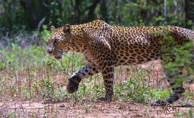 Leopard Leopard