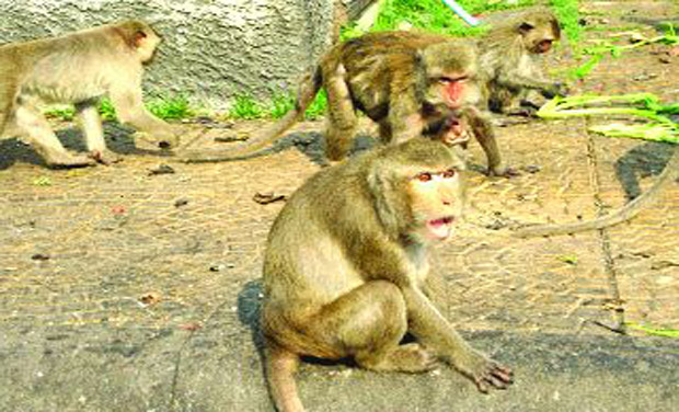 Visakha Society for Protection and Care of Animals rescued the monkeys. Visakha Society for Protection and Care of Animals rescued the monkeys.