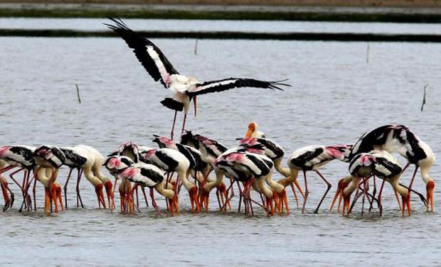 File Photo of Pulicat lake (Photo: PTI) File Photo of Pulicat lake (Photo: PTI)