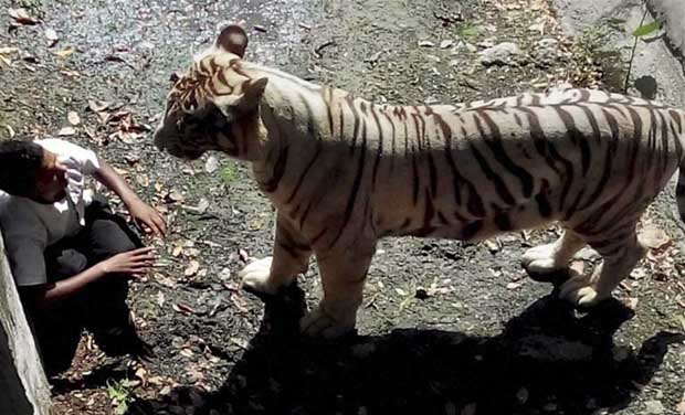 An irate White Tiger staring at a student after he fell in its enclosure at the Delhi Zoo (Photo: PTI) An irate White Tiger staring at a student after he fell in its enclosure at the Delhi Zoo (Photo: PTI)