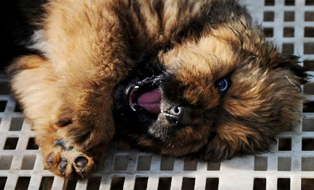 Dog Sold For 2 Million In China Report