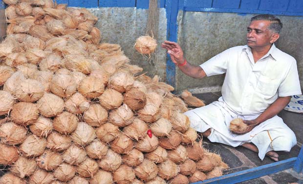 Coconut prices shoot up