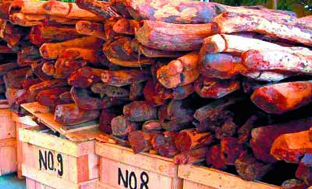 Customs often seize red sanders being smuggled out of AP Customs often seize red sanders being smuggled out of AP